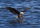 BaldEagle-0336.jpg