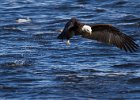 BaldEagle-0337.jpg