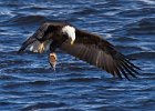 BaldEagle-0338.jpg