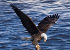 BaldEagle-0339.jpg