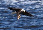 BaldEagle-0340.jpg