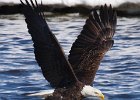 BaldEagle-0341.jpg