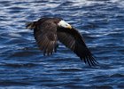 BaldEagle-0342.jpg