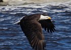 BaldEagle-0343.jpg