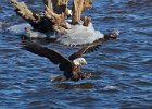 BaldEagle-0347.jpg