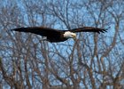 BaldEagle-0348.jpg