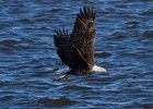 BaldEagle-0349.jpg