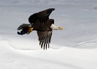 BaldEagle-0350.jpg