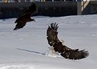 BaldEagle-0355.jpg