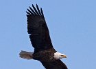 BaldEagle-0372.jpg