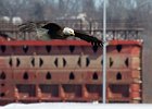 BaldEagle-0382.jpg