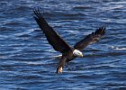 BaldEagle-0383.jpg