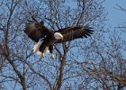 BaldEagle-0405.jpg