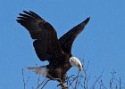 BaldEagle-0407.jpg