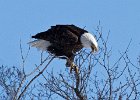 BaldEagle-0408.jpg