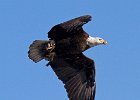BaldEagle-0416.jpg