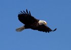 BaldEagle-0419.jpg