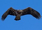 BaldEagle-0421.jpg