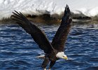 BaldEagle-0423.jpg