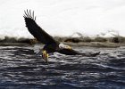 BaldEagle-0429.jpg