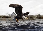 BaldEagle-0430.jpg