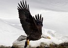 BaldEagle-0432.jpg