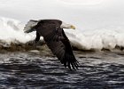 BaldEagle-0433.jpg