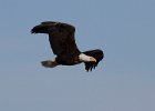 BaldEagle-0436.jpg