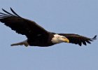 Eagles