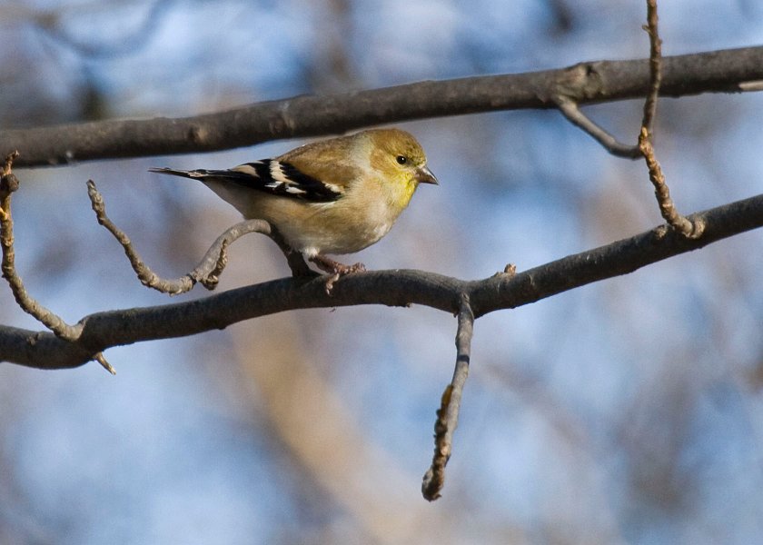 Goldfinch-0022