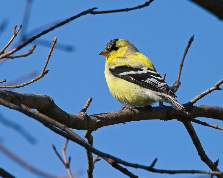 Goldfinch-0031
