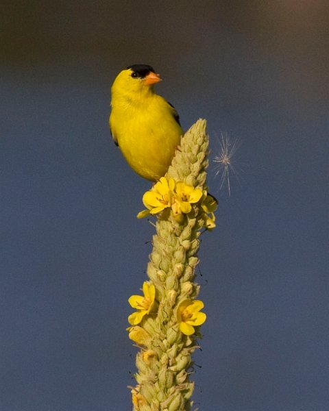 Goldfinch-0035