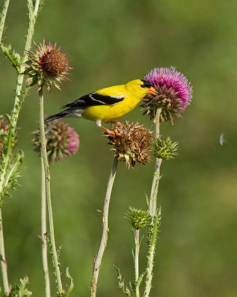 Goldfinch-0037