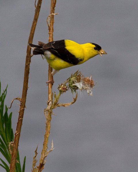 Goldfinch-0038