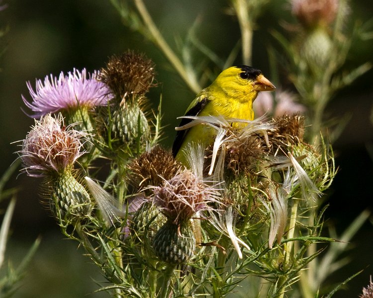 Goldfinch-0040