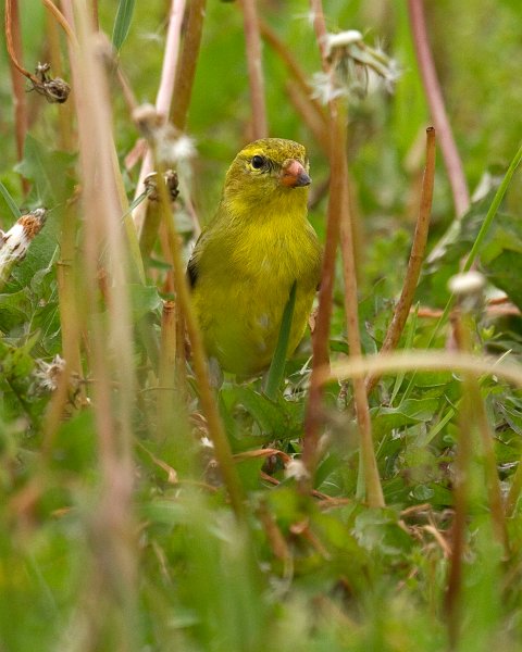 Goldfinch-0049