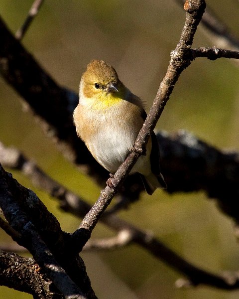 Goldfinch-0052