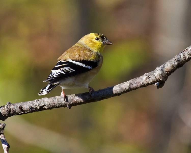Goldfinch-0053