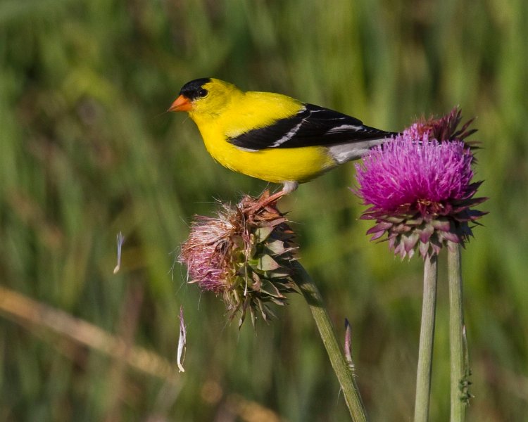 Goldfinch-0054