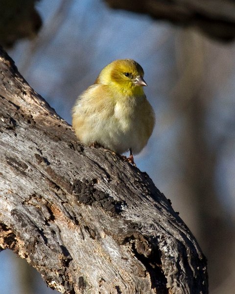 Goldfinch-0055