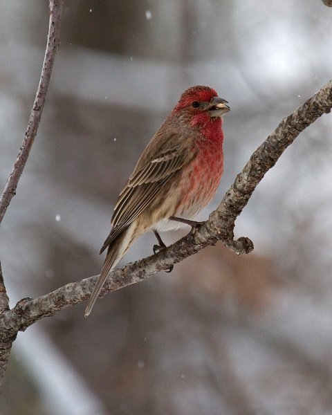 HouseFinch-0041