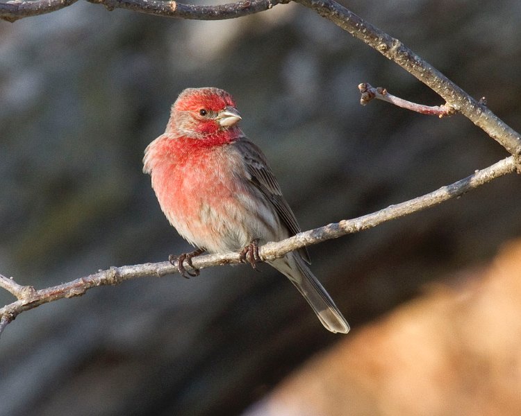 HouseFinch-0050