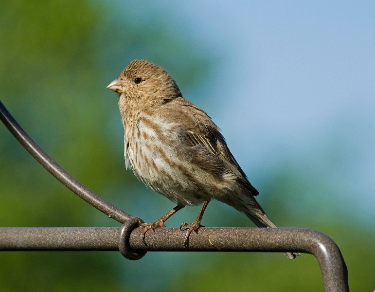 Housefinch-0006