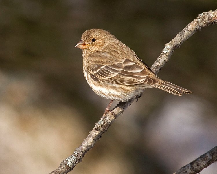 Housefinch-0029
