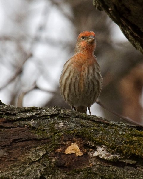Housefinch-0031
