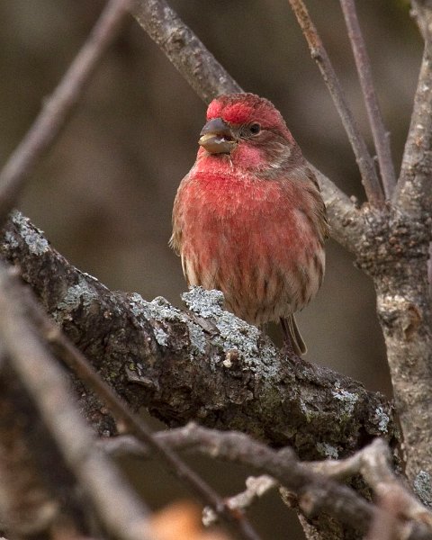 Housefinch-0034