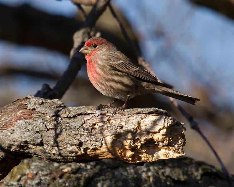 Housefinch-0037