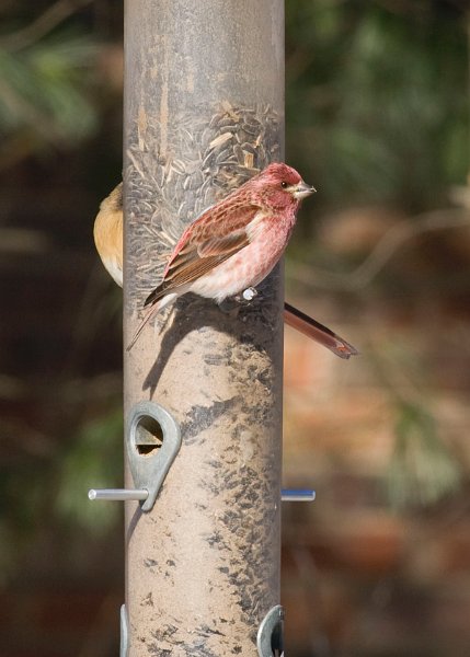 Purplefinch-0004
