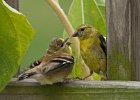 Finches