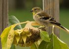 Goldfinch-0014.jpg